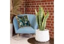 Flowerbox Zimmerpflanze Bogenhanf Sansevieria trifasciata Bild 1