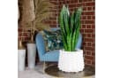 Flowerbox Zimmerpflanze Bogenhanf Sansevieria trifasciata Black Coral Bild 1