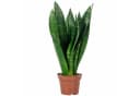 Flowerbox Zimmerpflanze Bogenhanf Sansevieria trifasciata Black Coral Bild 2