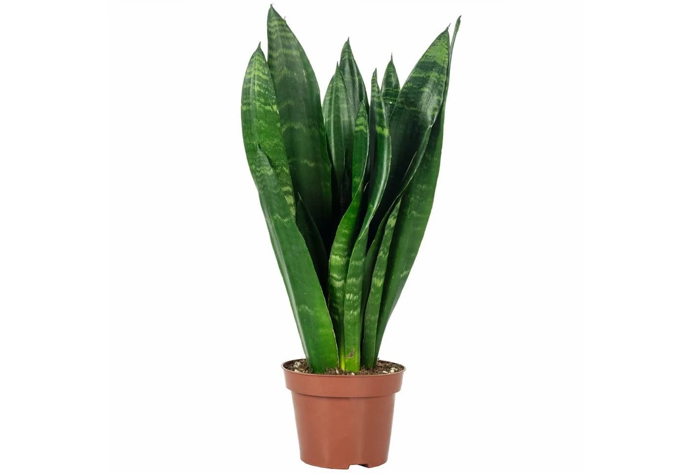 Flowerbox Zimmerpflanze Bogenhanf Sansevieria trifasciata Black Coral - Bild 2