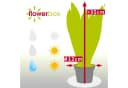 Flowerbox Zimmerpflanze Bogenhanf Sansevieria trifasciata Black Coral Bild 4