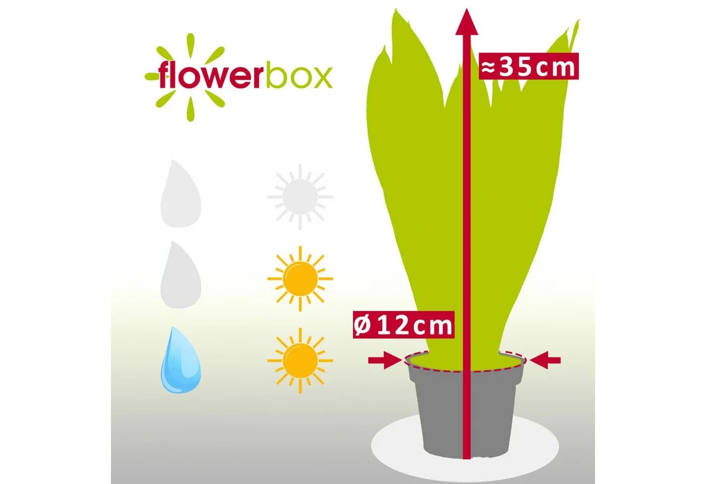 Flowerbox Zimmerpflanze Bogenhanf Sansevieria trifasciata Black Coral - Bild 4