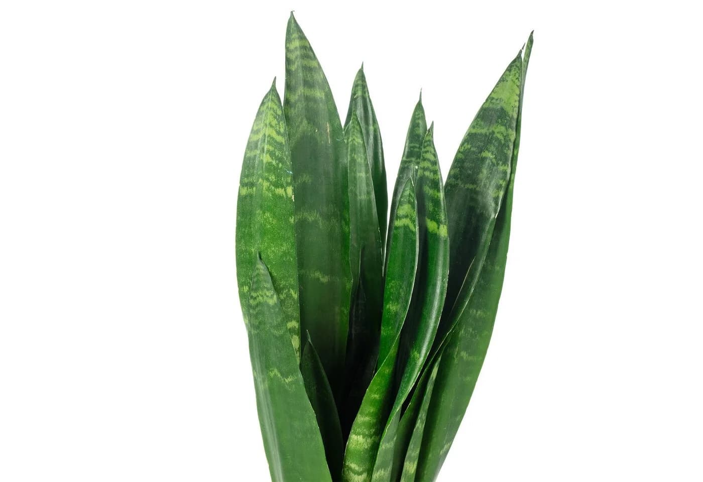 Flowerbox Zimmerpflanze Bogenhanf Sansevieria trifasciata Black Coral - Bild 5