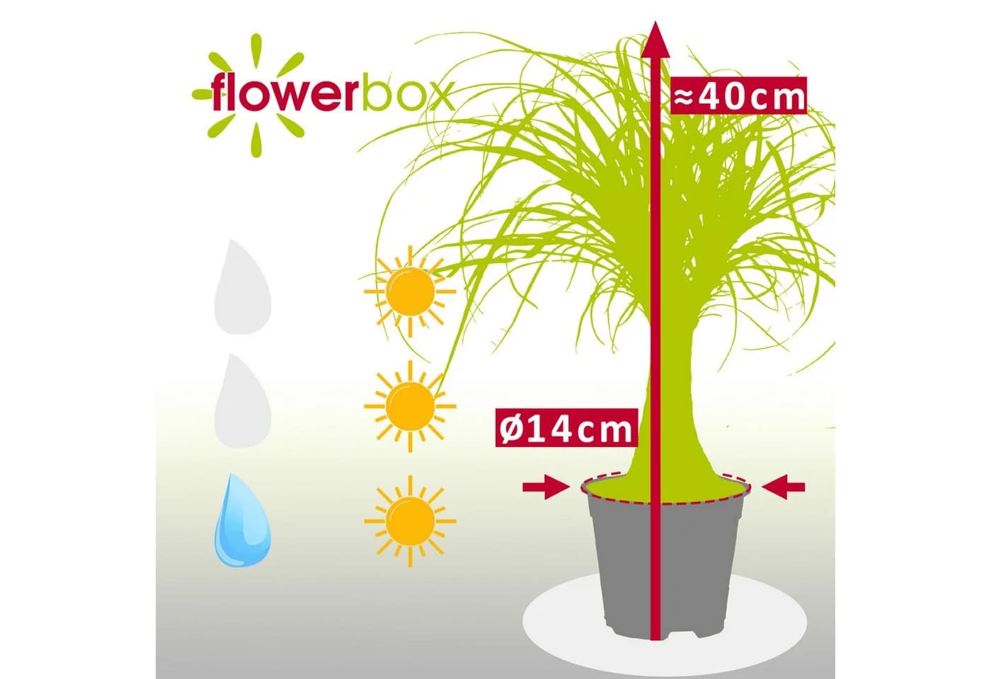Flowerbox Zimmerpflanze Elefantenfuß 1-Stamm – Beaucarnea, pflegeleicht - Bild 4