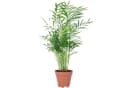 Tropische Zimmerpflanze in elegantem Topf Bild 2