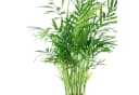 Tropische Zimmerpflanze in elegantem Topf Bild 5