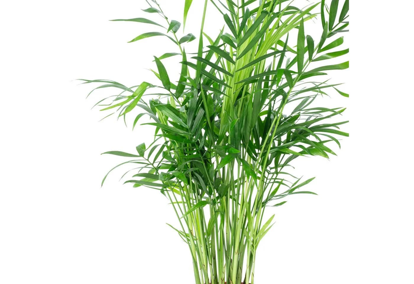Tropische Zimmerpflanze in elegantem Topf - Bild 5