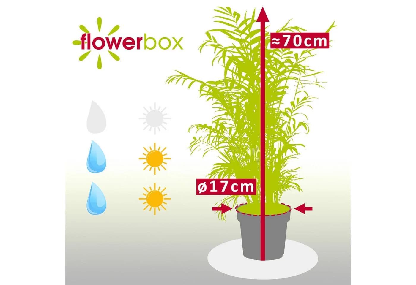 Flowerbox Zimmerpflanze Bergpalme Chamaedorea elegans Pflegeleicht - Bild 4