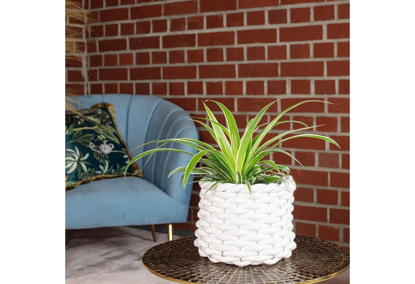 Chlorophytum Comosum Grünlilie Zimmerpflanze Modern Minimalistisch