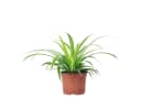 Chlorophytum Comosum Grünlilie Zimmerpflanze Modern Minimalistisch Bild 2