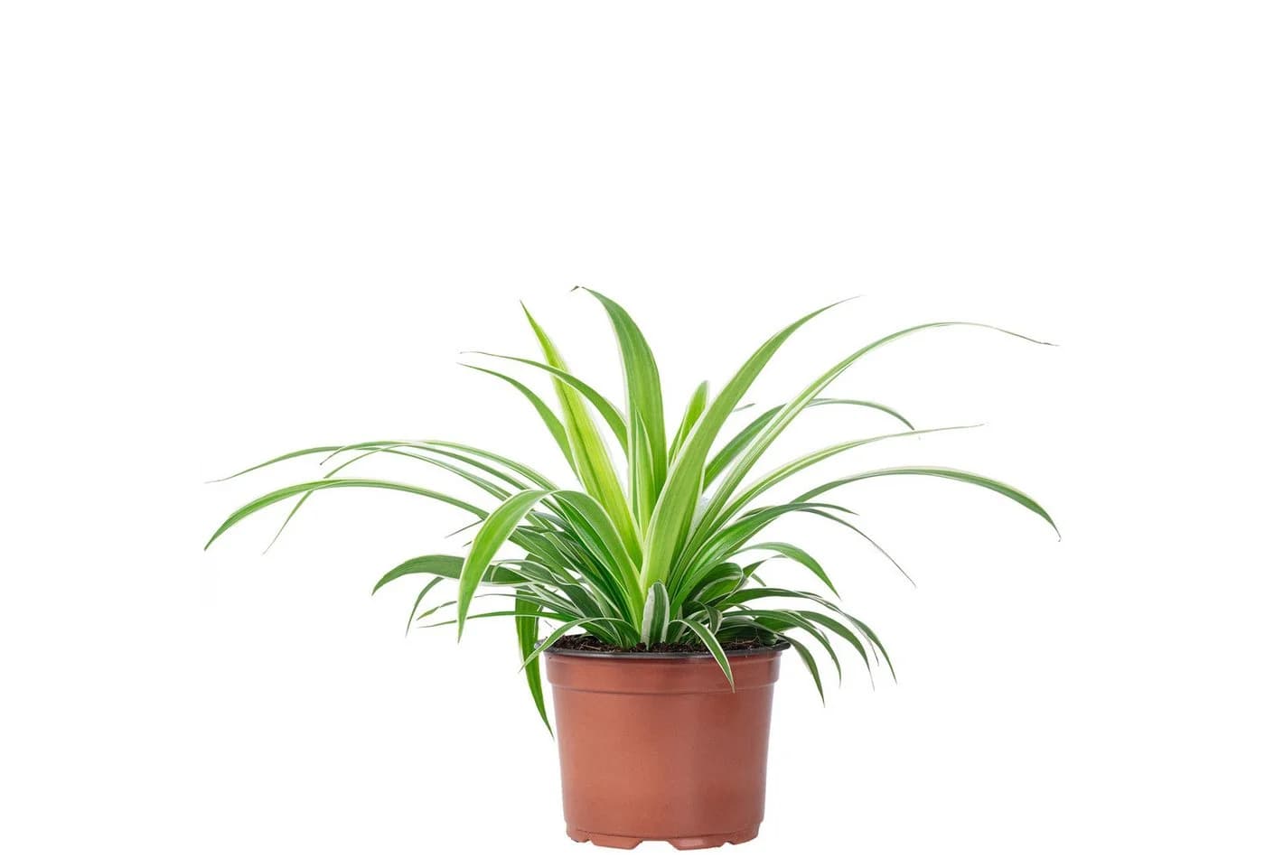 Chlorophytum Comosum Grünlilie Zimmerpflanze Modern Minimalistisch - Bild 2