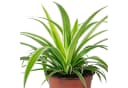 Chlorophytum Comosum Grünlilie Zimmerpflanze Modern Minimalistisch Bild 4