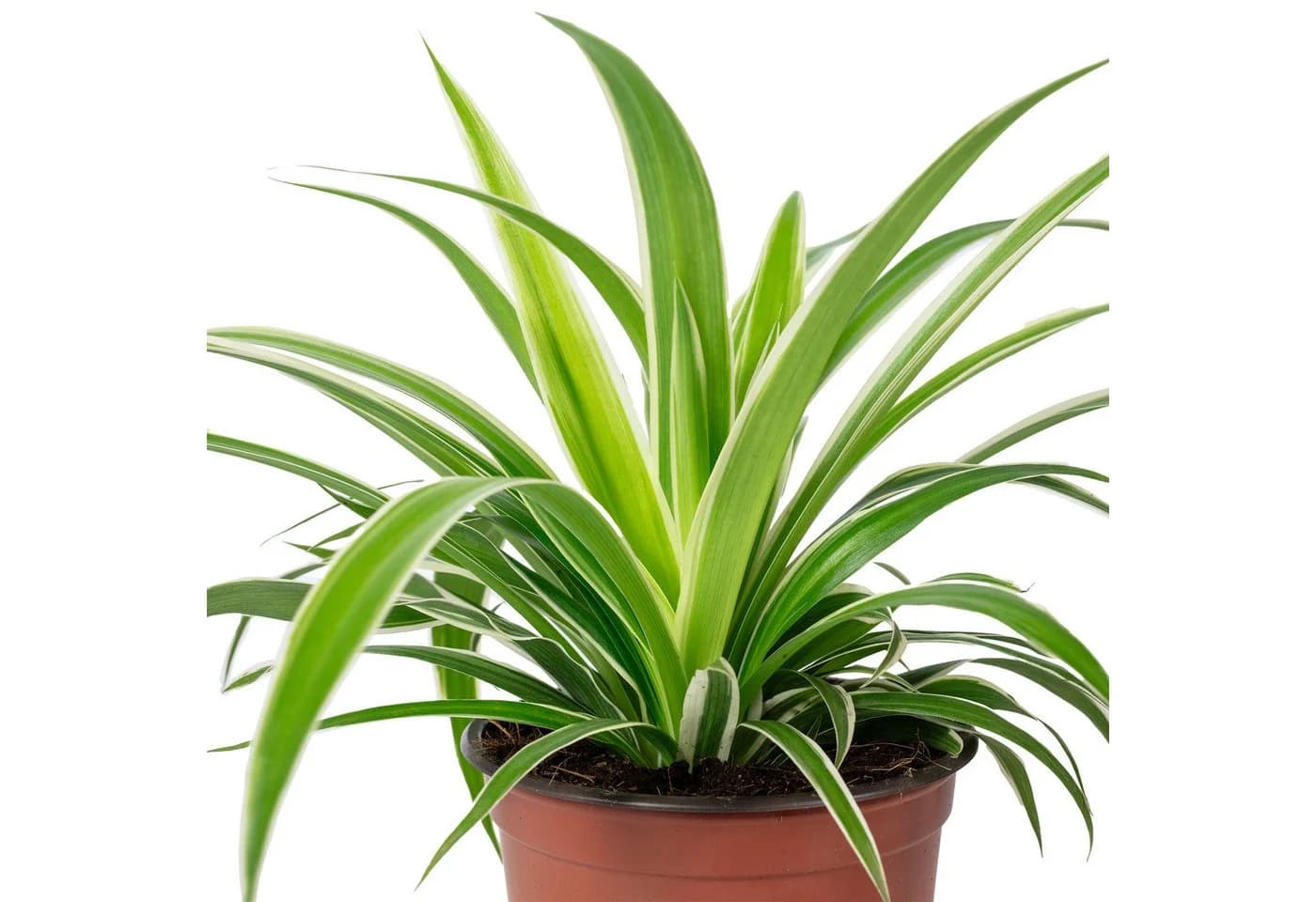 Chlorophytum Comosum Grünlilie Zimmerpflanze Modern Minimalistisch - Bild 4