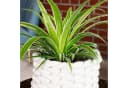 Chlorophytum Comosum Grünlilie Zimmerpflanze Modern Minimalistisch Bild 5