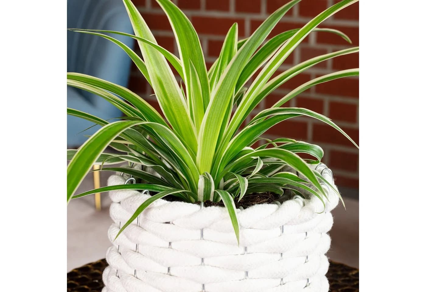 Chlorophytum Comosum Grünlilie Zimmerpflanze Modern Minimalistisch - Bild 5