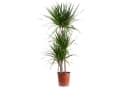 Flowerbox Zimmerpflanze Gerandeter Drachenbaum - Dracaena marginata, pflegeleicht Bild 2
