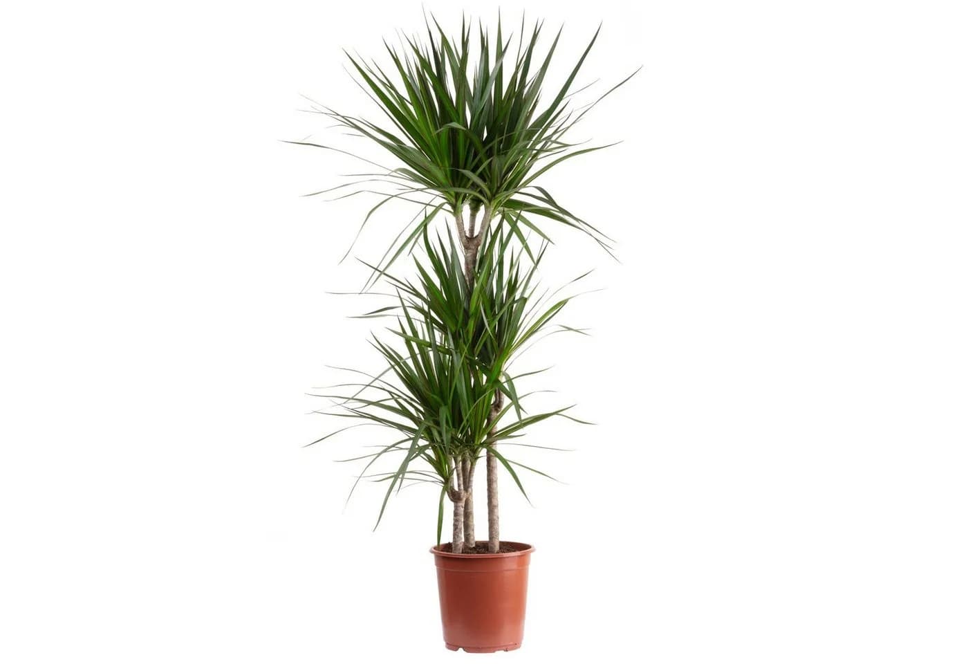 Flowerbox Zimmerpflanze Gerandeter Drachenbaum - Dracaena marginata, pflegeleicht - Bild 2