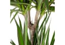 Flowerbox Zimmerpflanze Gerandeter Drachenbaum - Dracaena marginata, pflegeleicht Bild 3