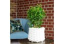 Flowerbox Birkenfeige Natasja verzweigt - Ficus benjamini Bild 1