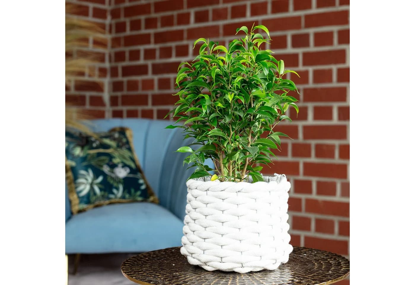 Flowerbox Birkenfeige Natasja verzweigt - Ficus benjamini