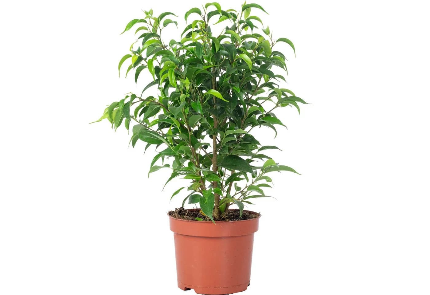 Flowerbox Birkenfeige Natasja verzweigt - Ficus benjamini - Bild 2