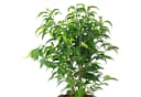 Flowerbox Birkenfeige Natasja verzweigt - Ficus benjamini Bild 4