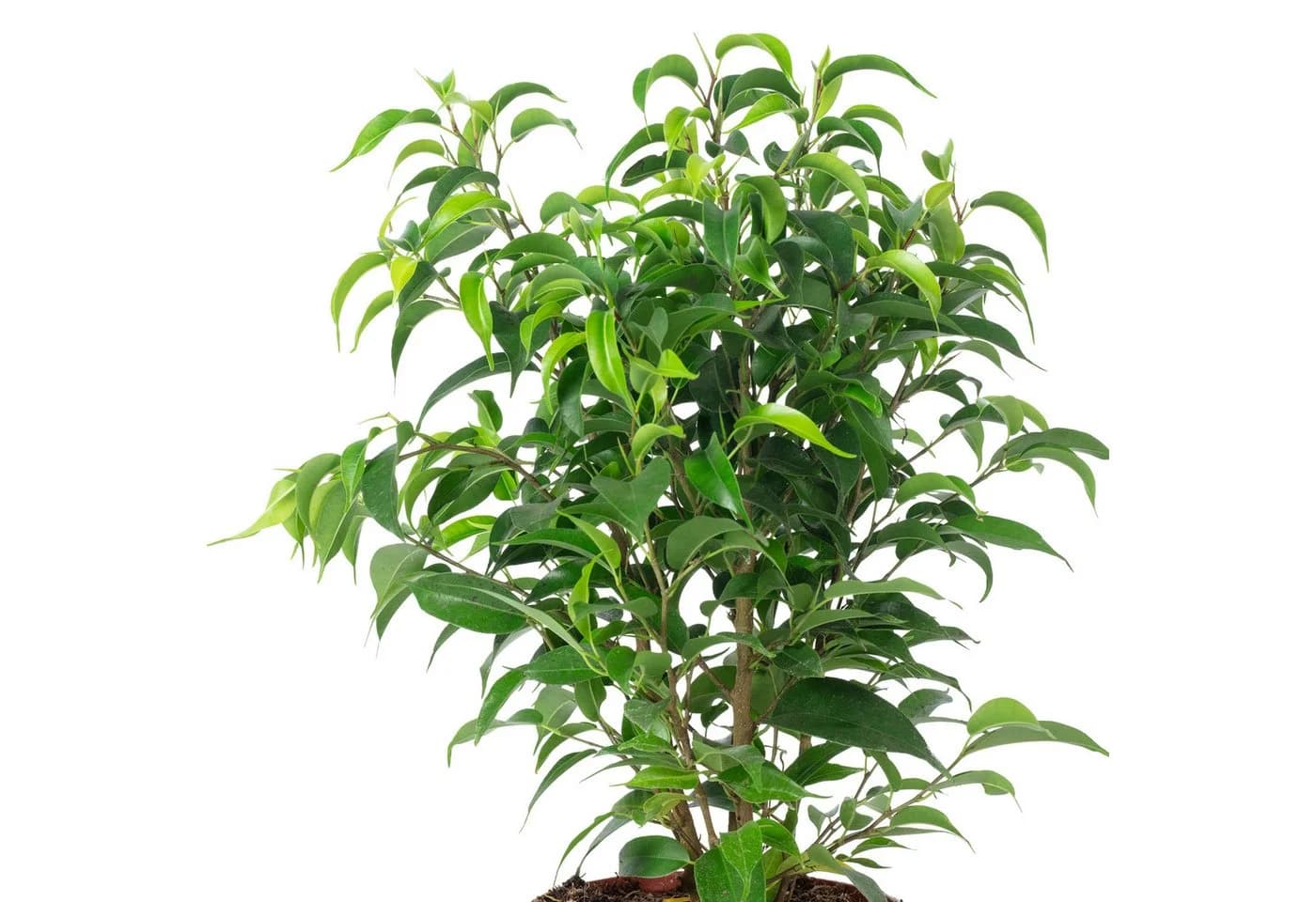 Flowerbox Birkenfeige Natasja verzweigt - Ficus benjamini - Bild 4