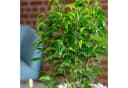 Flowerbox Birkenfeige Natasja verzweigt - Ficus benjamini Bild 5