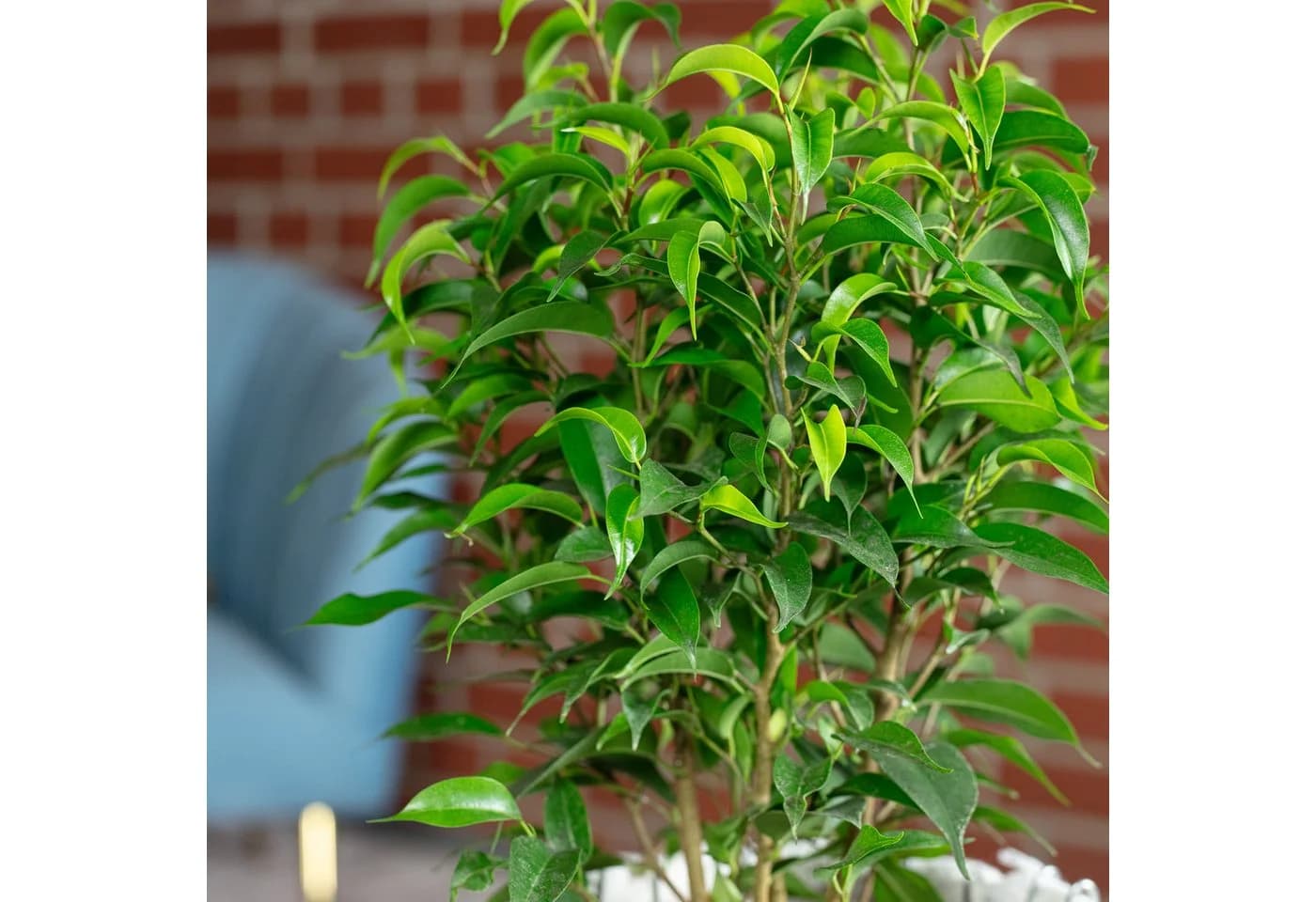 Flowerbox Birkenfeige Natasja verzweigt - Ficus benjamini - Bild 5