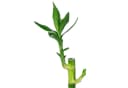 Flowerbox Glücksbambus Lucky Bamboo 50 cm Bild 1