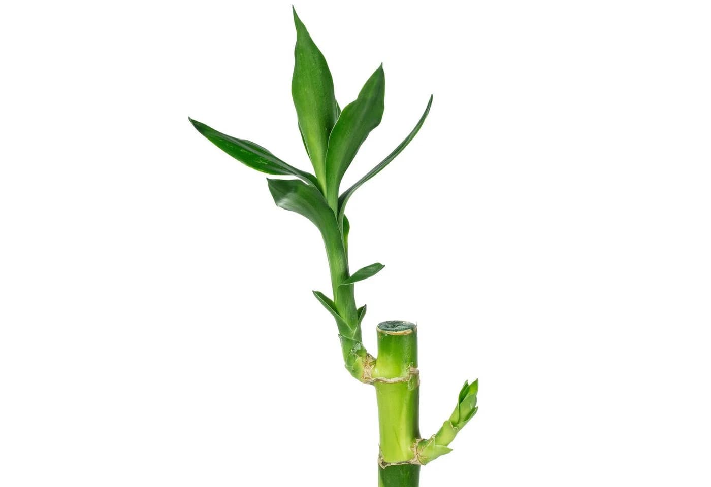 Flowerbox Glücksbambus Lucky Bamboo 50 cm