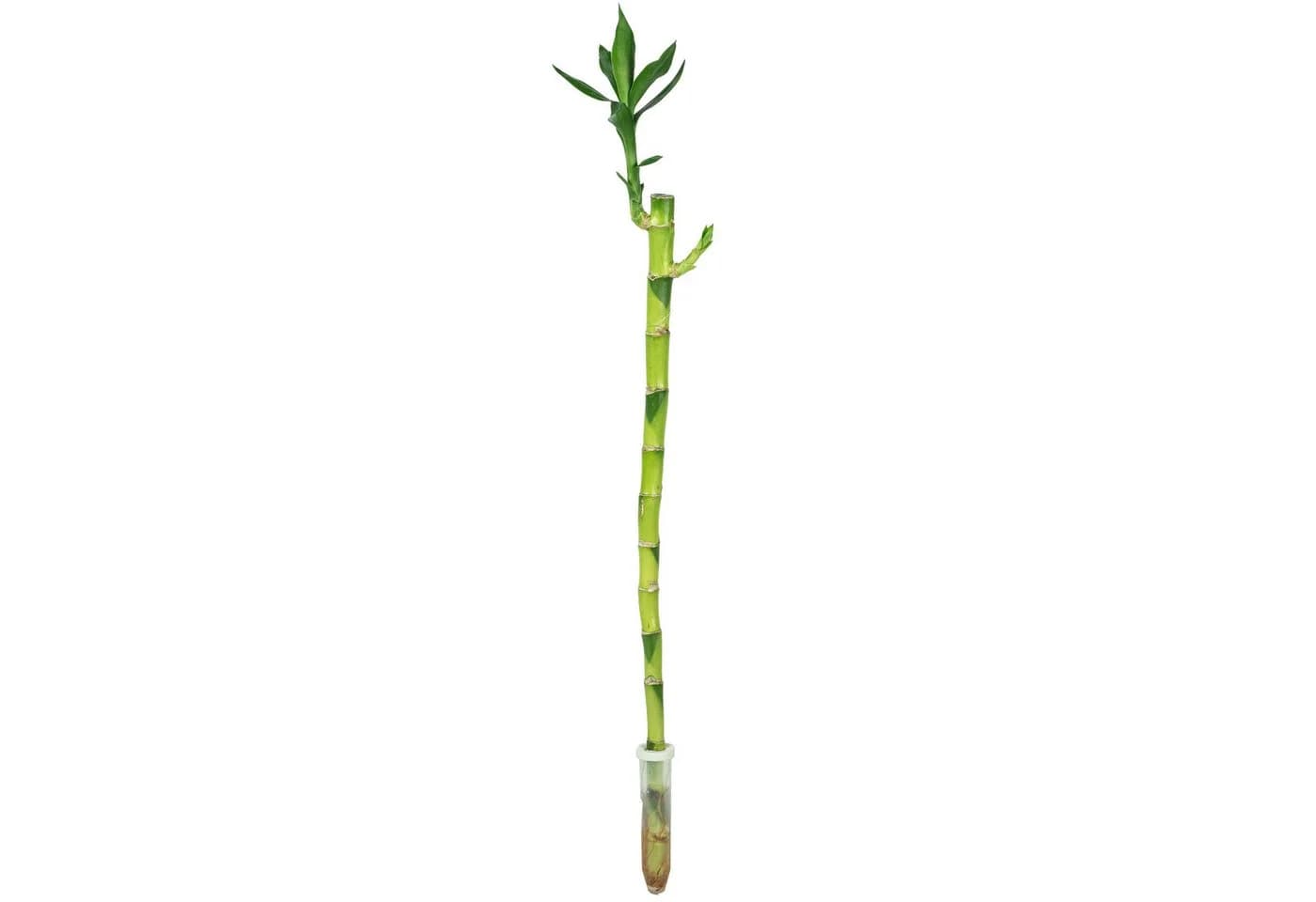 Flowerbox Glücksbambus Lucky Bamboo 50 cm - Bild 2