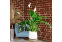 Flowerbox Einblatt Spathiphyllum Pflegeleicht Bild 1