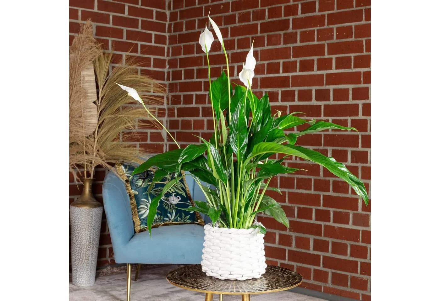 Flowerbox Einblatt Spathiphyllum Pflegeleicht
