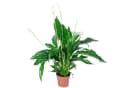 Flowerbox Einblatt Spathiphyllum Pflegeleicht Bild 2