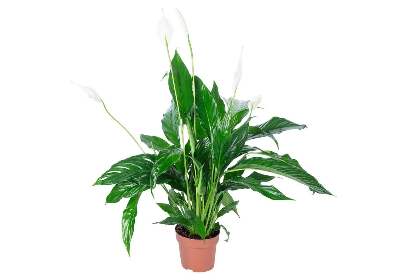 Flowerbox Einblatt Spathiphyllum Pflegeleicht - Bild 2