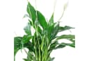 Flowerbox Einblatt Spathiphyllum Pflegeleicht Bild 5