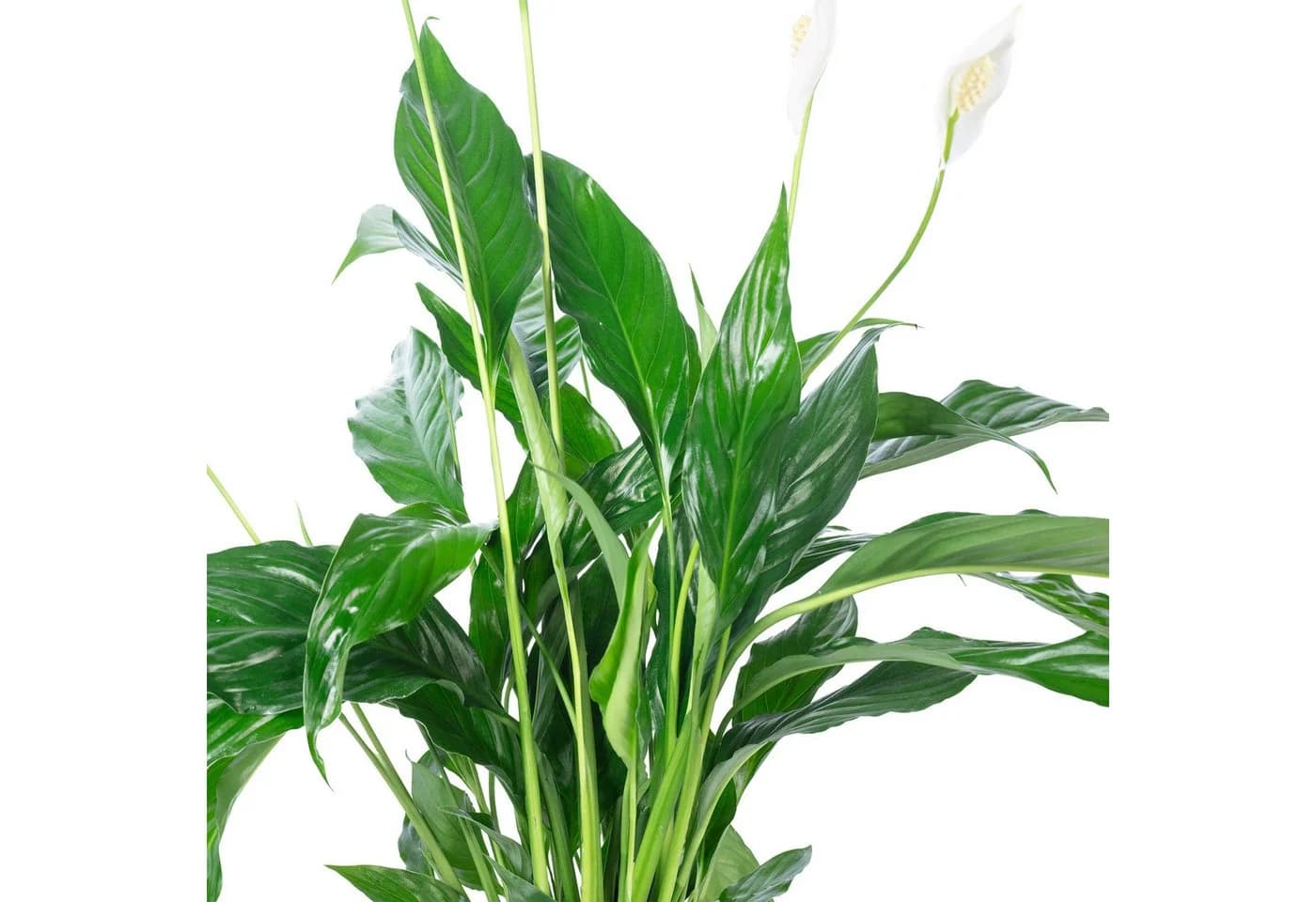 Flowerbox Einblatt Spathiphyllum Pflegeleicht - Bild 5