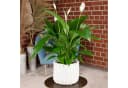 Flowerbox Zimmerpflanze Einblatt 4-8 Blüten Spathiphyllum Bild 1