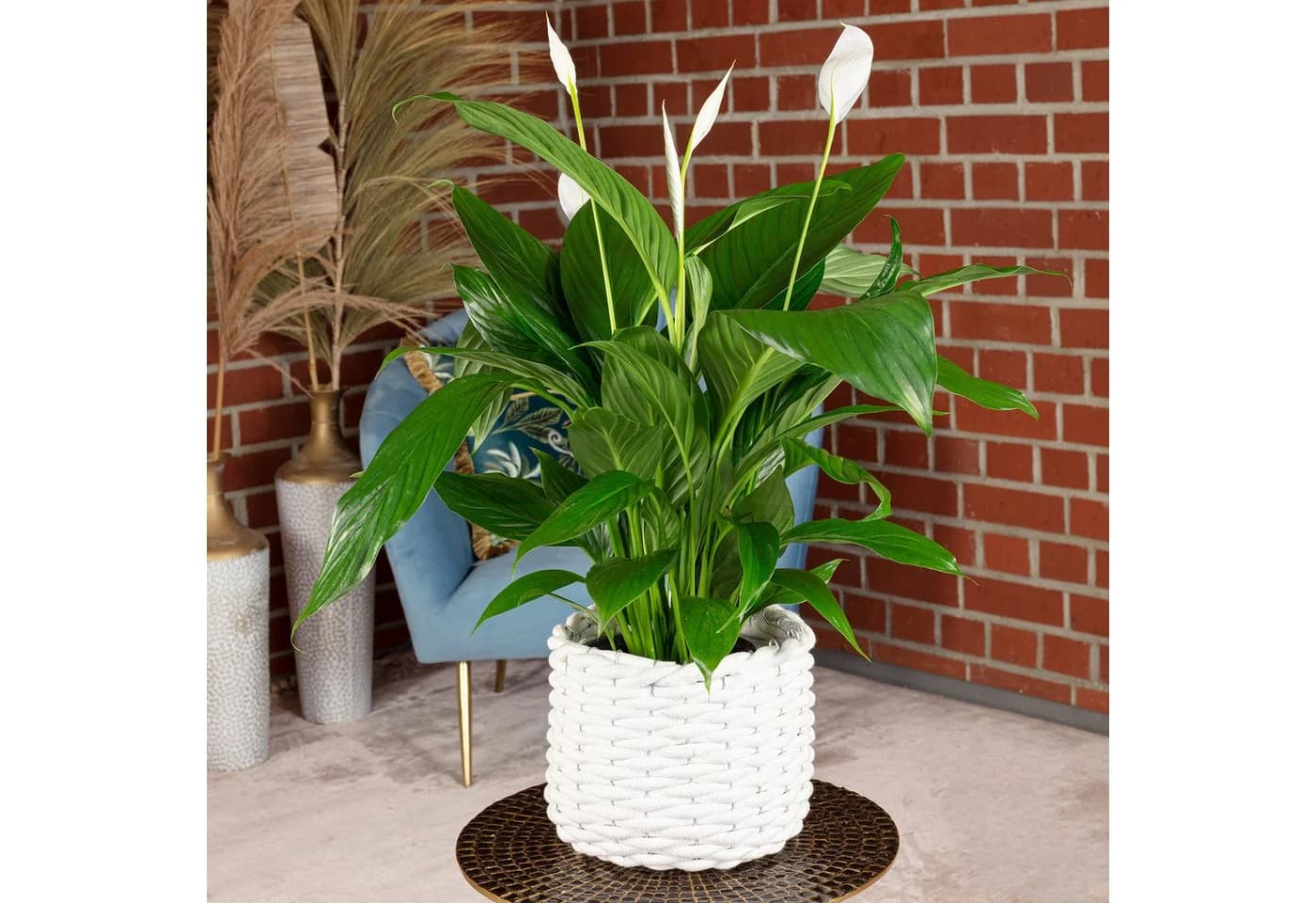 Flowerbox Zimmerpflanze Einblatt 4-8 Blüten Spathiphyllum