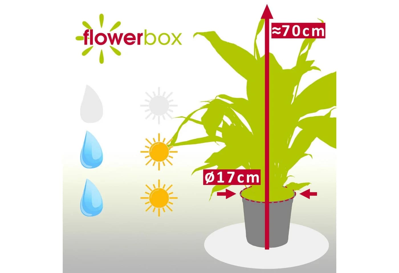 Flowerbox Zimmerpflanze Einblatt 4-8 Blüten Spathiphyllum - Bild 4