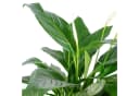 Flowerbox Zimmerpflanze Einblatt 4-8 Blüten Spathiphyllum Bild 5