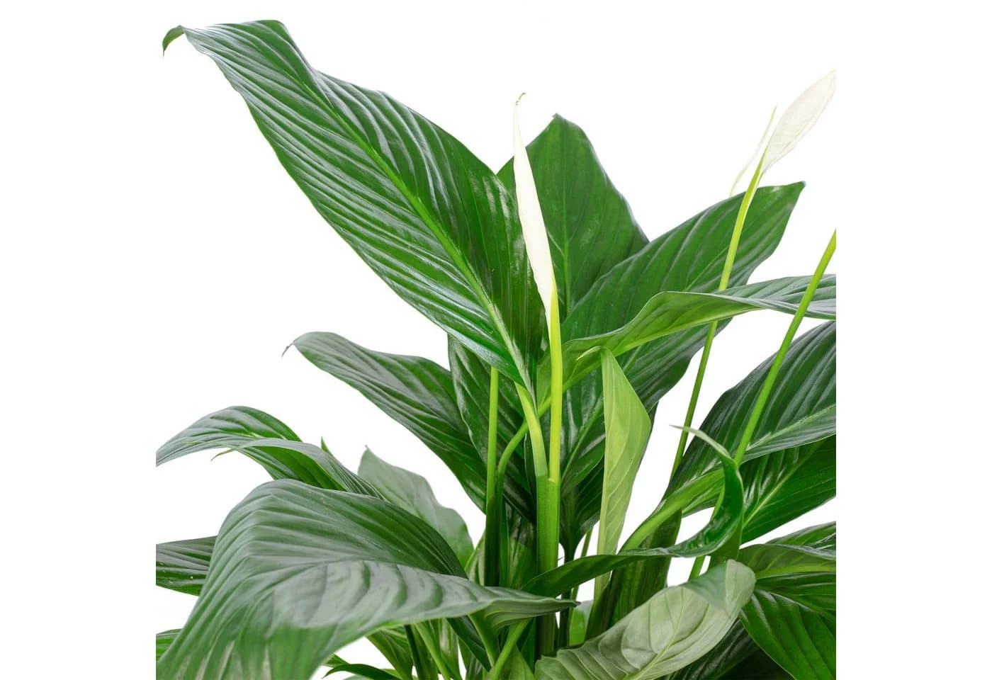 Flowerbox Zimmerpflanze Einblatt 4-8 Blüten Spathiphyllum - Bild 5