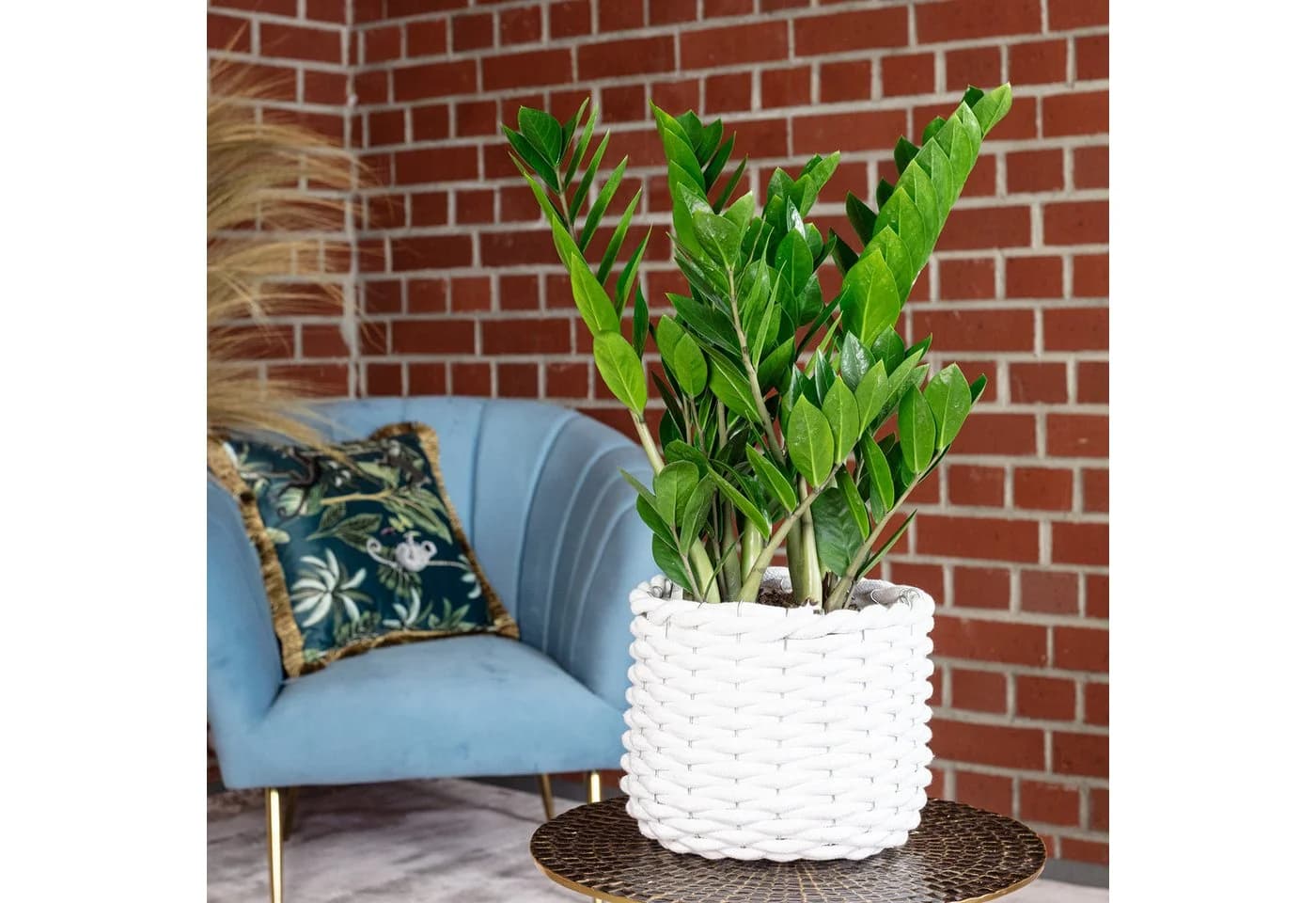 Flowerbox Zimmerpflanze Glücksfeder Zamioculcas zamiifolia