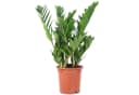 Flowerbox Zimmerpflanze Glücksfeder Zamioculcas zamiifolia Bild 2