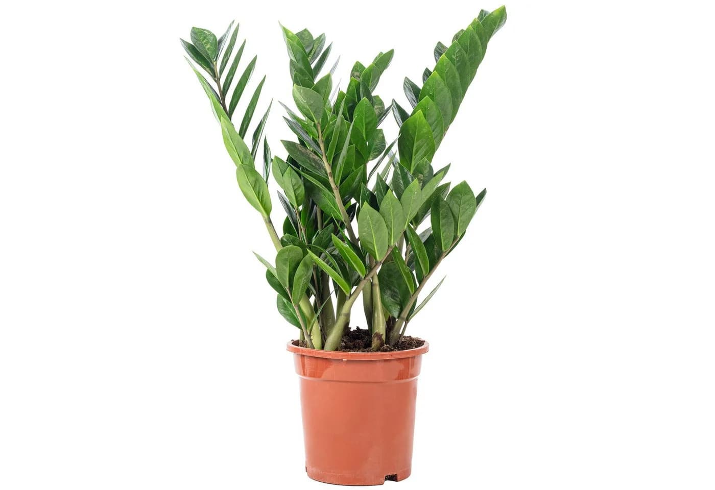 Flowerbox Zimmerpflanze Glücksfeder Zamioculcas zamiifolia - Bild 2