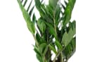 Flowerbox Zimmerpflanze Glücksfeder Zamioculcas zamiifolia Bild 4