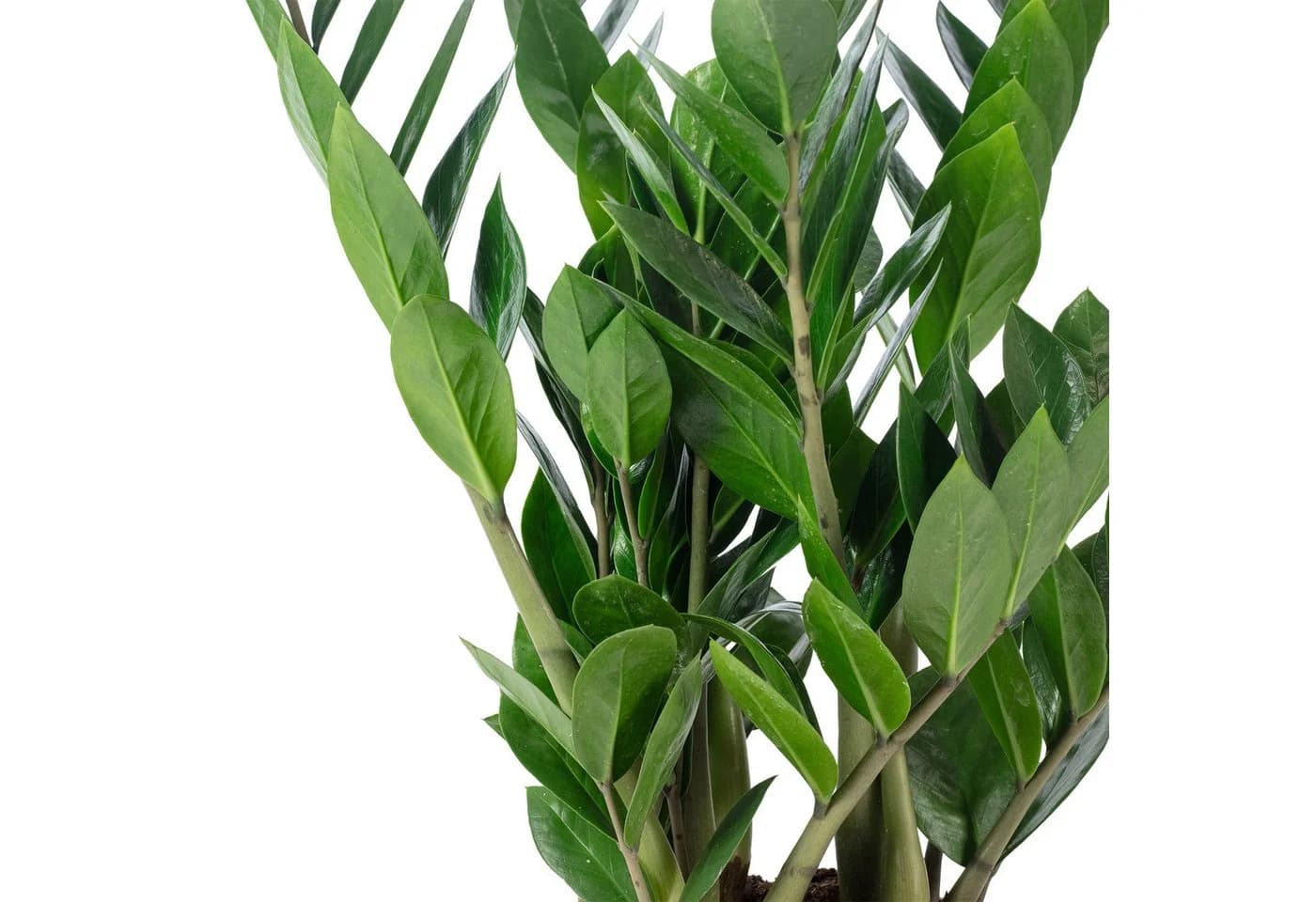 Flowerbox Zimmerpflanze Glücksfeder Zamioculcas zamiifolia - Bild 4