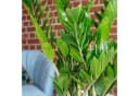 Flowerbox Zimmerpflanze Glücksfeder Zamioculcas zamiifolia Bild 5