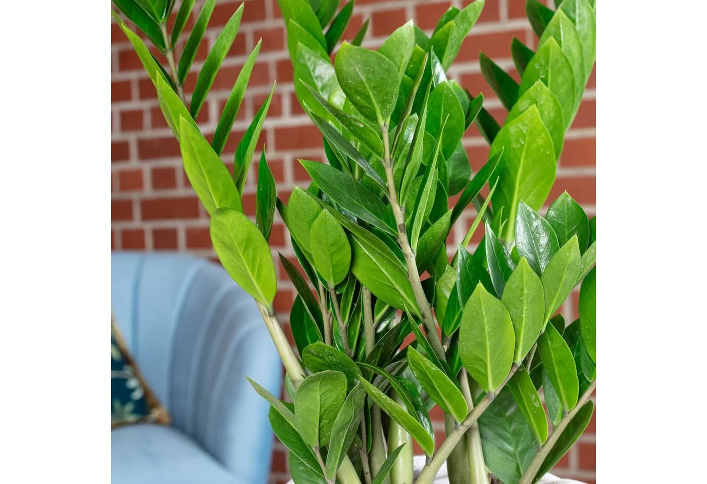 Flowerbox Zimmerpflanze Glücksfeder Zamioculcas zamiifolia - Bild 5